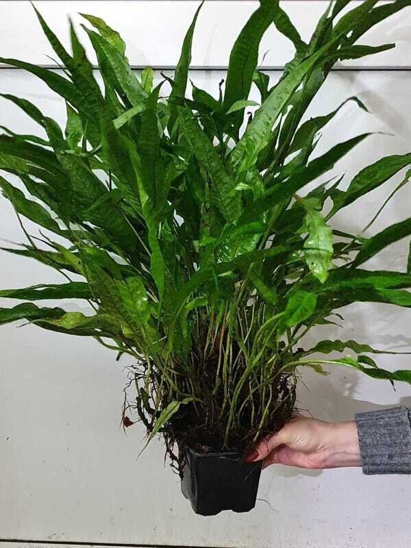 Microsorium pteropus (javavaren) XL