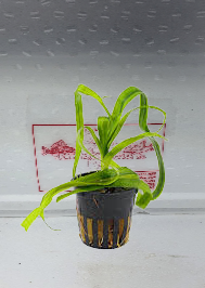 Crinum Thaianum