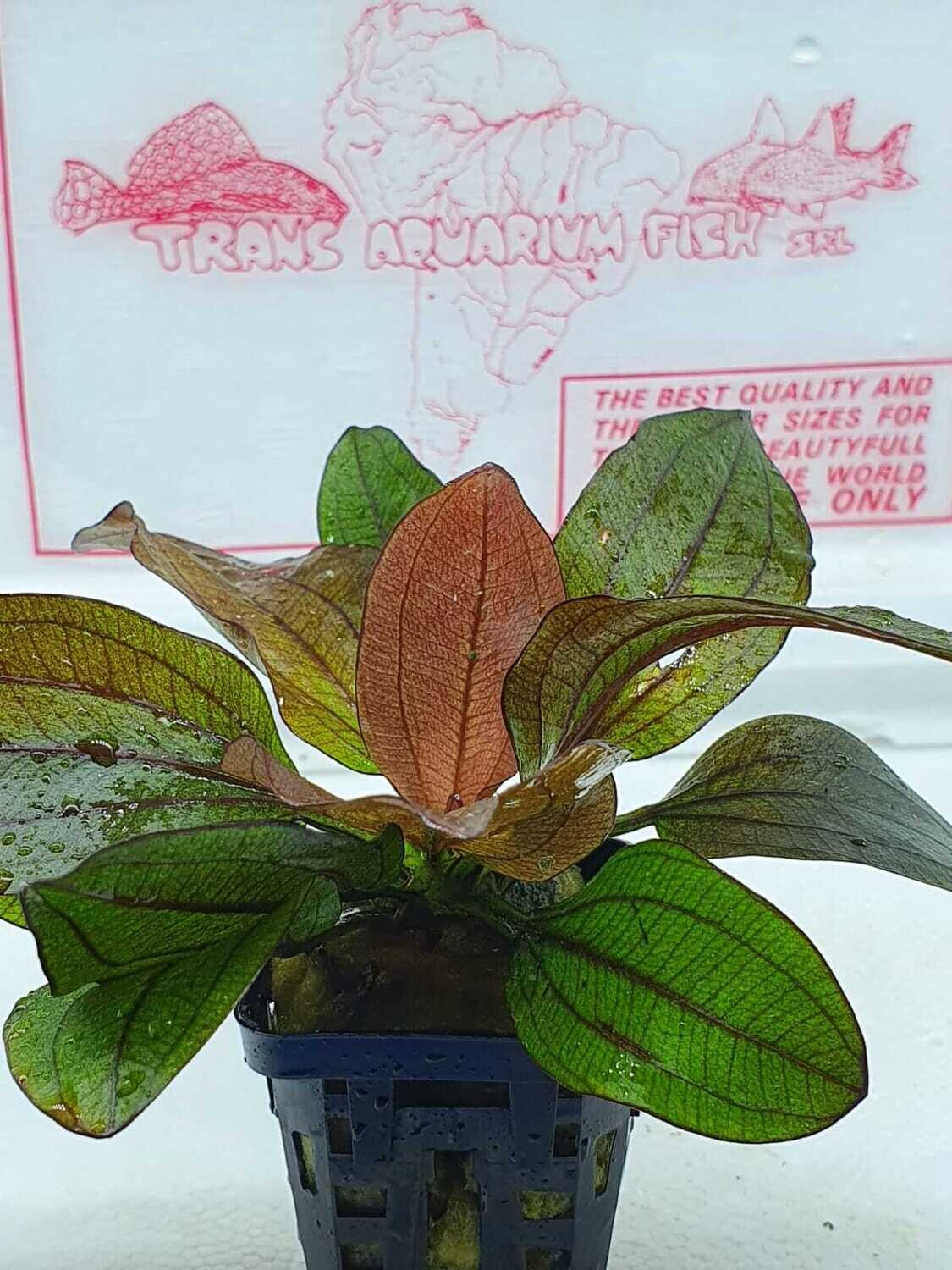 Echinodorus mix XL