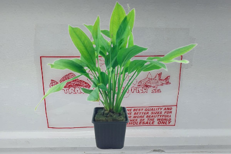 Echinodorus bleheri XL