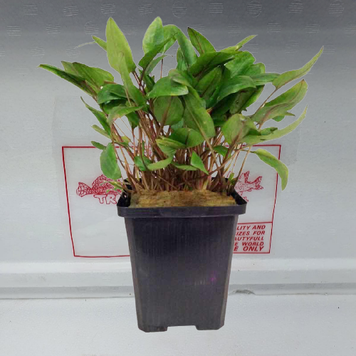 Cryptocoryne species green XL