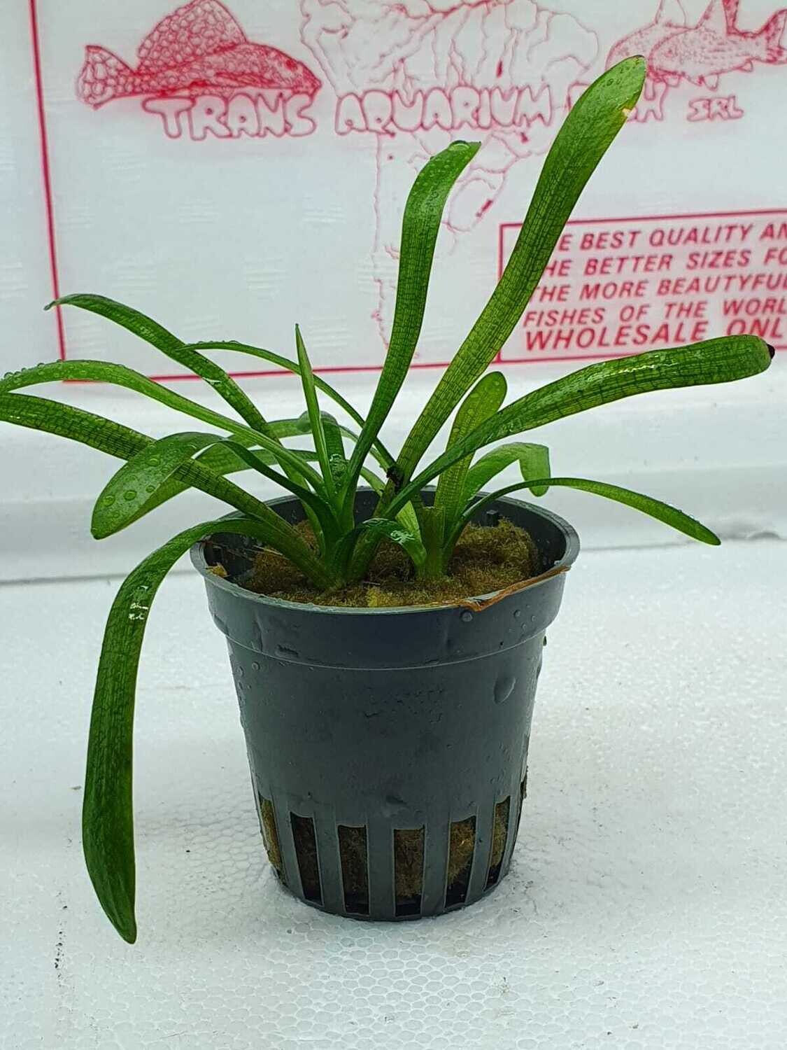 Sagittaria platiphilla