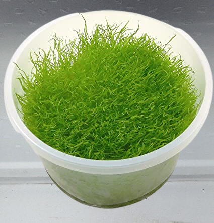 Utricularia graminifolia cup 110 ml