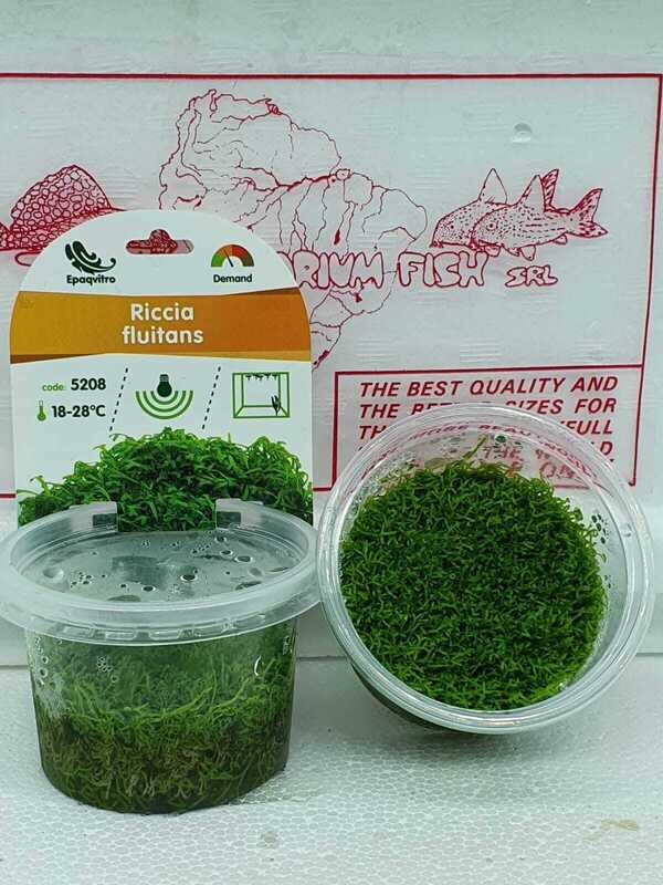 Riccia fluitans cup 110 ml