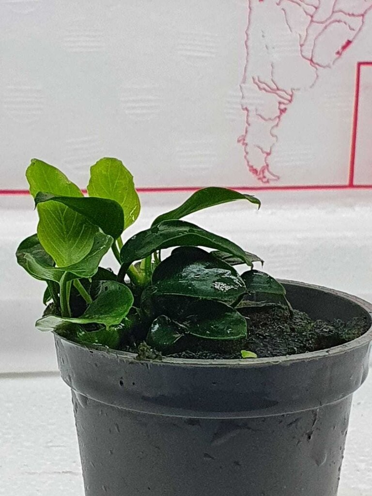 Anubias nana mini