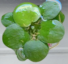 LIMNOBIUM LAEVIGATUM - porzione