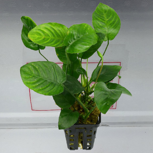 Anubias nana big