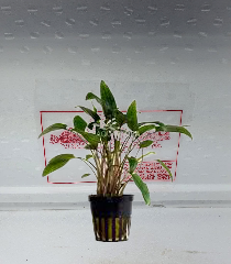Cryptocoryne moehlmannii