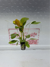 Echinodorus barthii