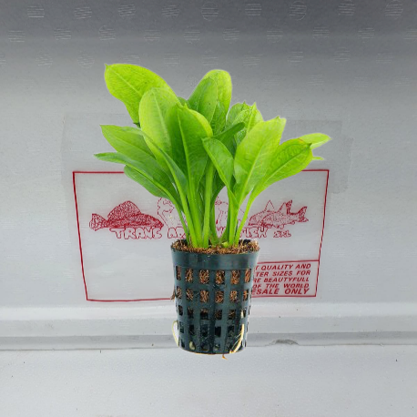 Echinodorus tropica