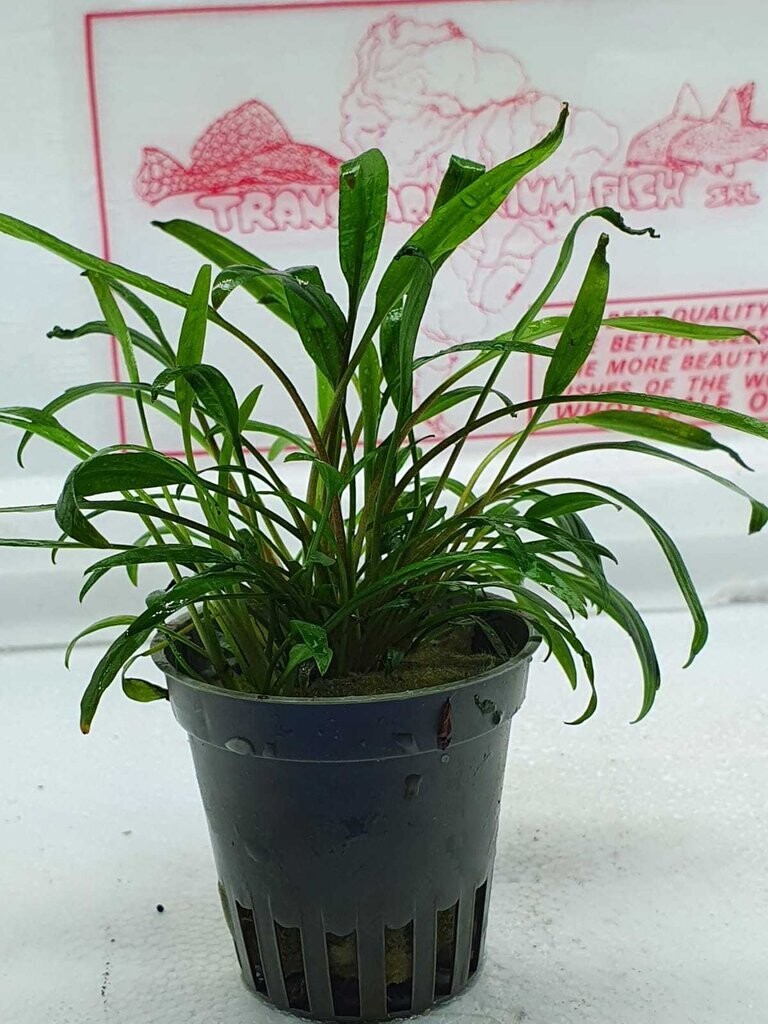 Cryptocoryne nevellii