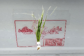 Vallisneria nana