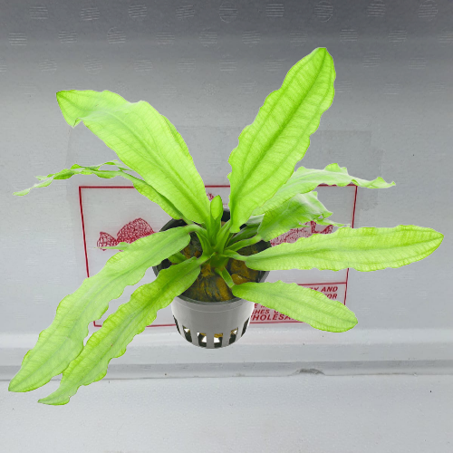 Echinodorus martii/major