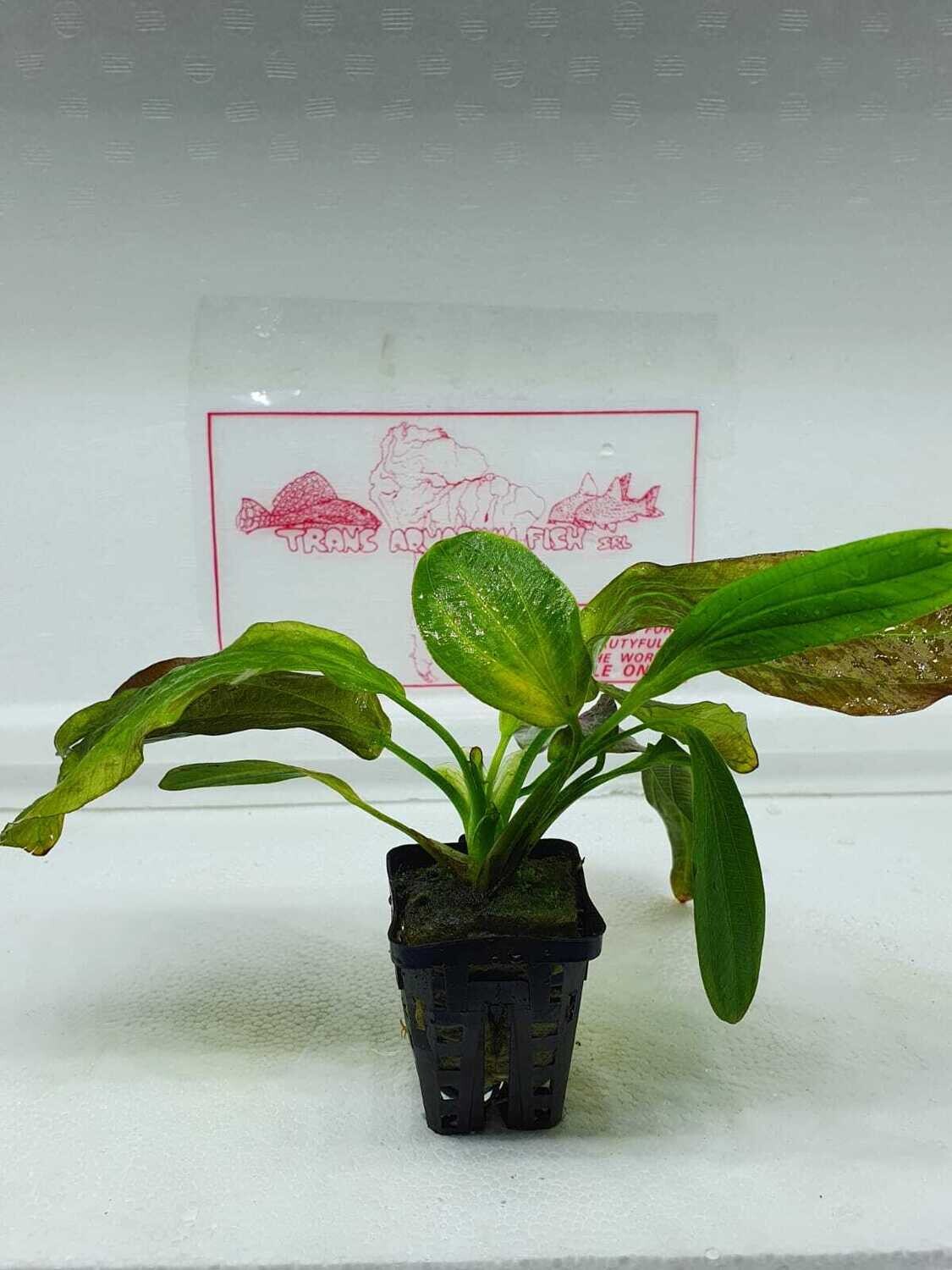 Echinodorus osiris - rubra