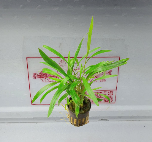 Cryptocoryne costata