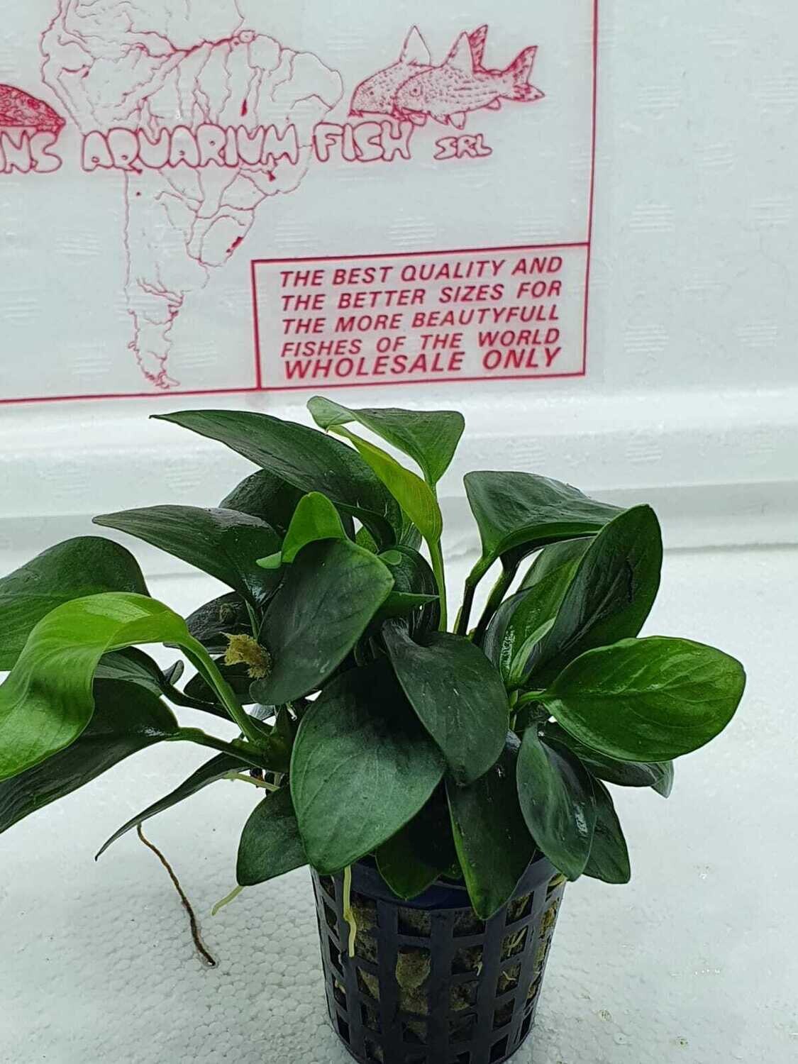 Anubias nana