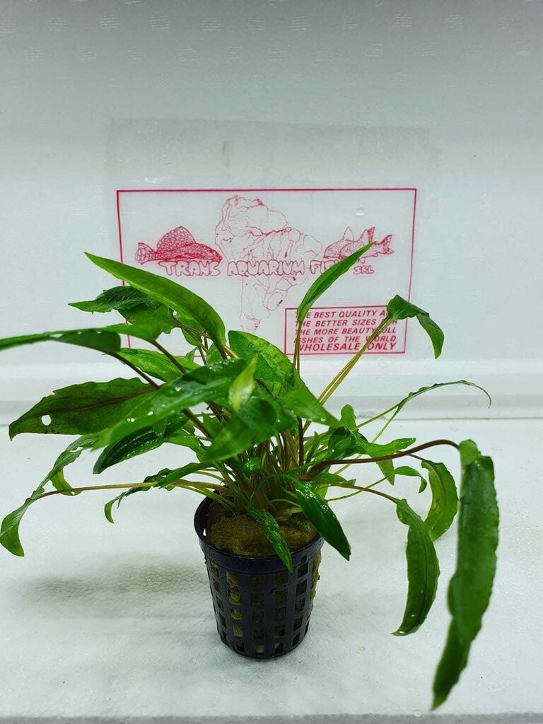 Cryptocoryne species green