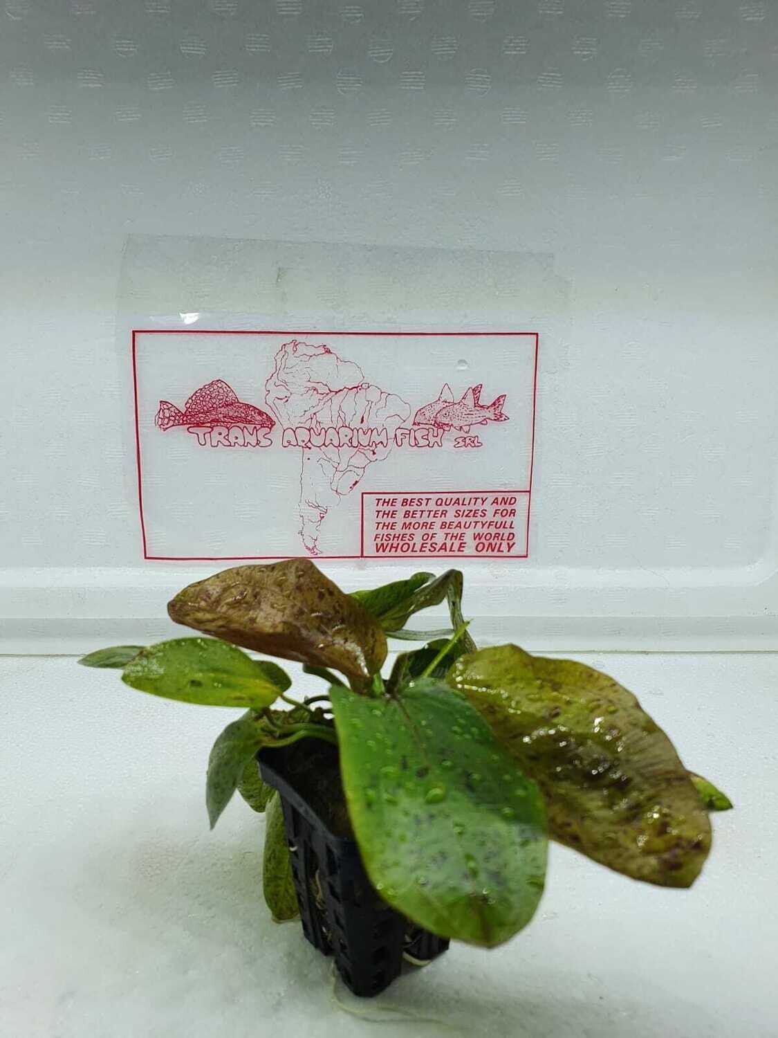 Echinodorus ozelot green