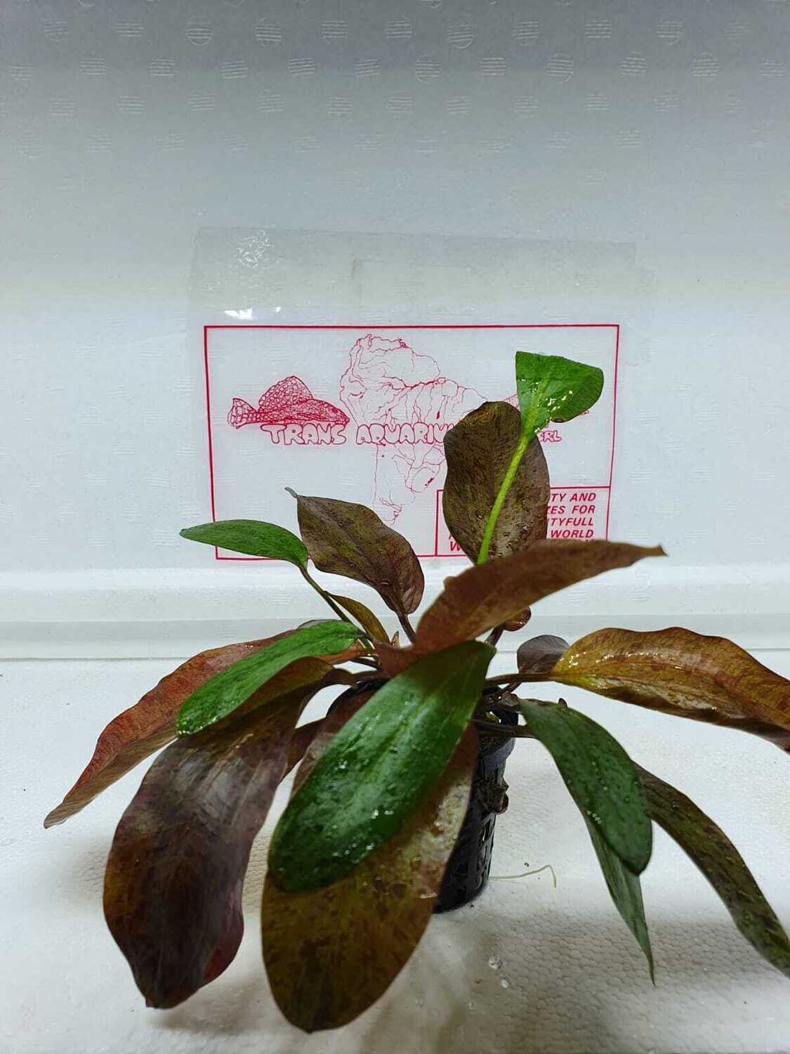 Echinodorus Red Flame