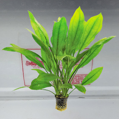Echinodorus bleheri
