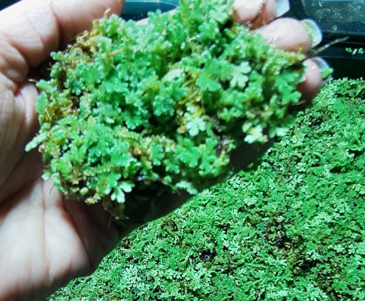 AZOLLA CAROLINIANA - porzione