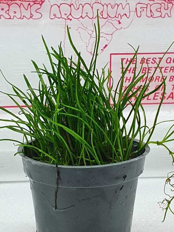 Lilaeopsis Mauritiana Lilaeopsis Mauritiana