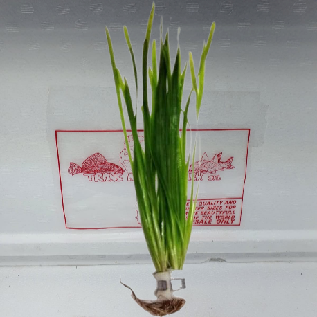 Vallisneria gigantea