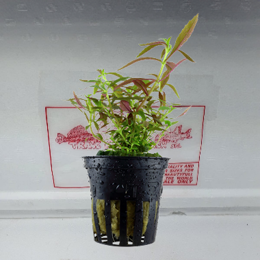 LIMNOPHILA HIPPURIDOIDES