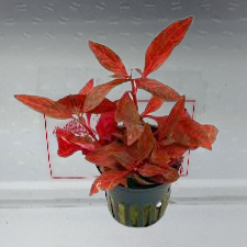 Alternanthera reinekii mini