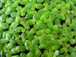 Lemna minor galleggiante - porzione