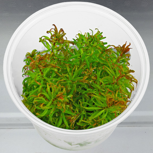 Ludwigia inclinata verticillata