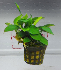 Anubias nana Paxing