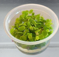PHYLLANTHUS FLUITANS