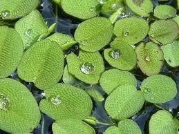 SALVINIA MINIMA PORZIONE