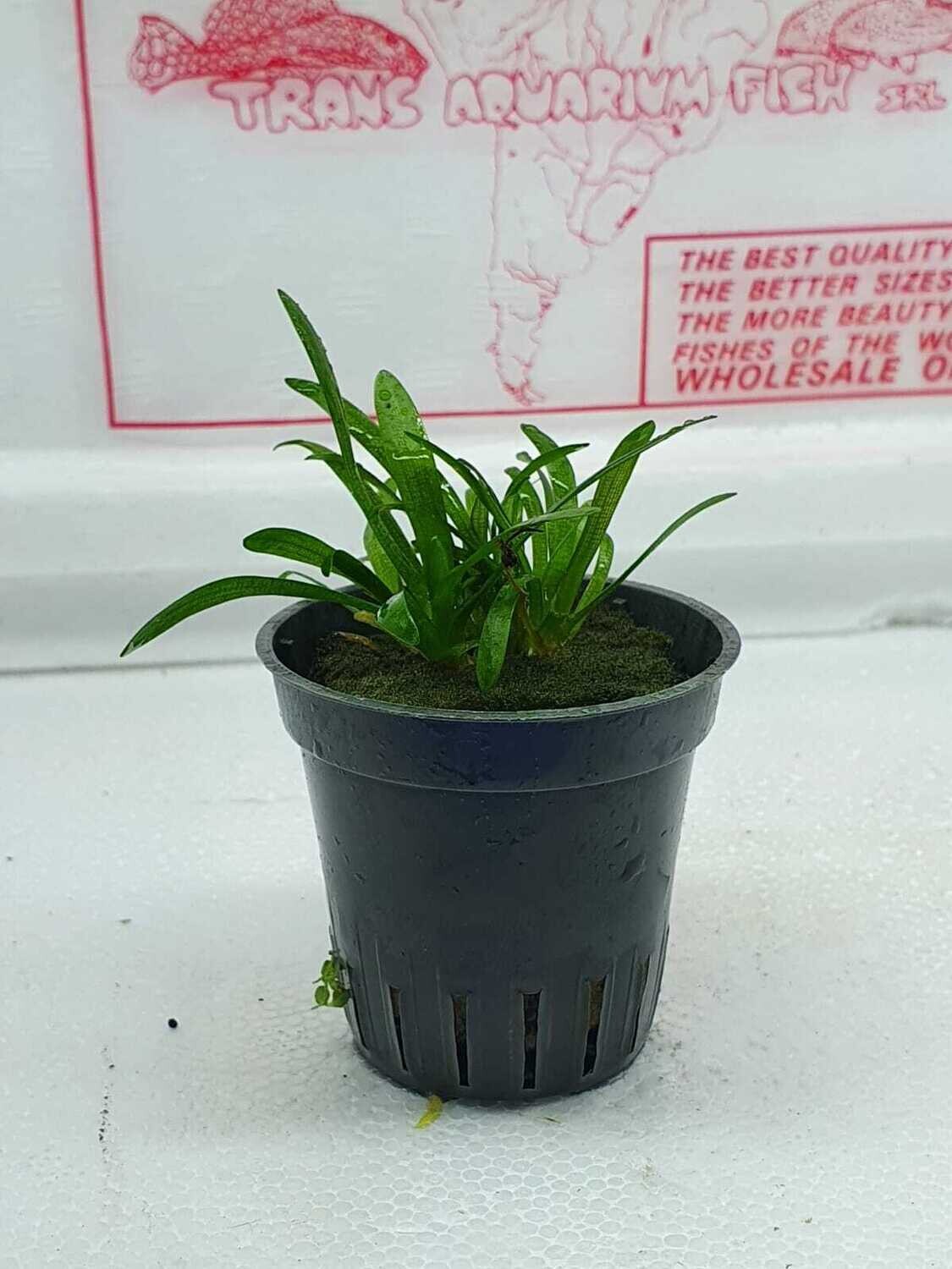 Sagittaria Subulata