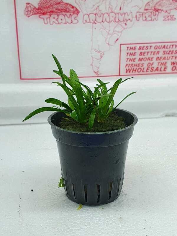 Sagittaria Subulata