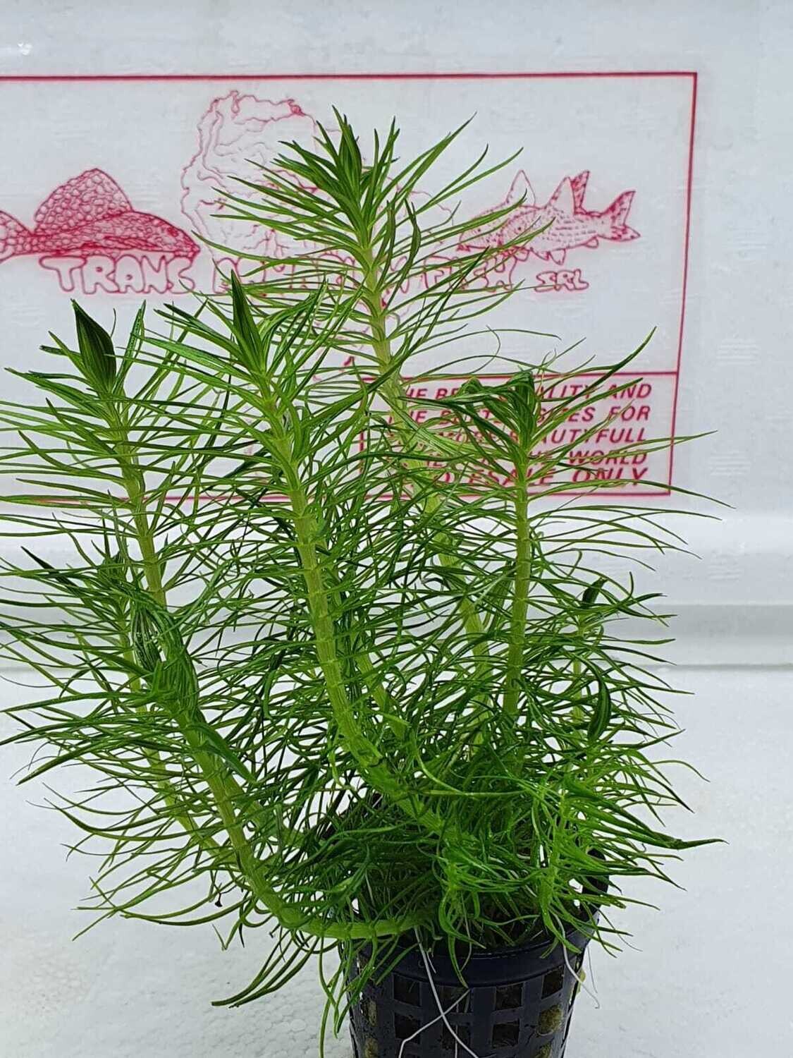 POGOSTEMON ERECTUS