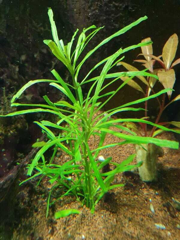 POGOSTEMON OCTOPUS