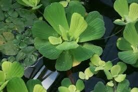 PISTIA STRATIOTES. GALLEGGIANTE