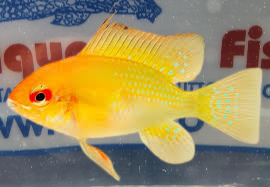 APISTOGRAMMA RAMIREZI ELECTRIC GOLD md