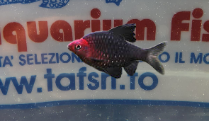 BARBUS NIGROFASCIATUM