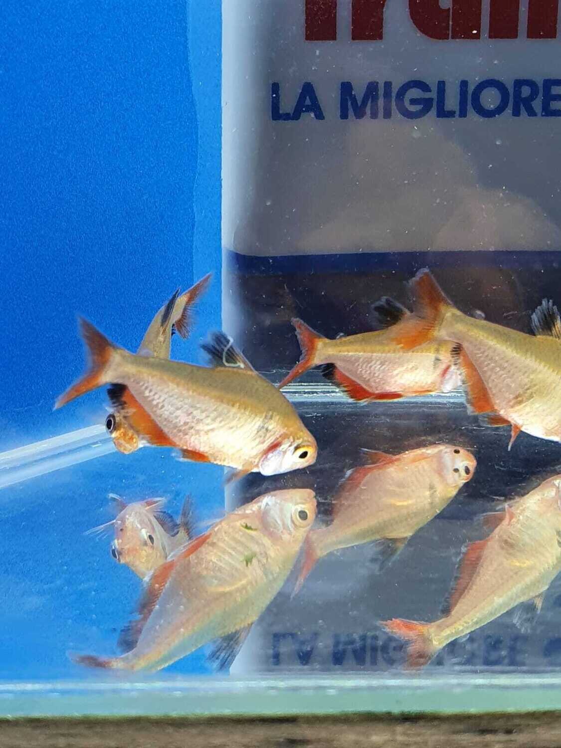 CALLISTUS  -HYPHESSOBRYCON SERPAE