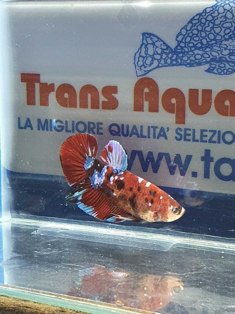 BETTA MASCHIO KOI PLAKAT