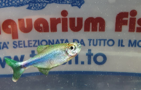 BOELKEA FREDCOCHUI BLU