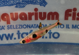 BORARAS MERAH