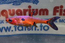 BORARAS MACULATUS MD