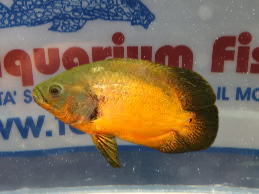 ASTRONOTUS RED SM