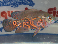 ASTRONOTUS OCELLATUS 7/8 CM.