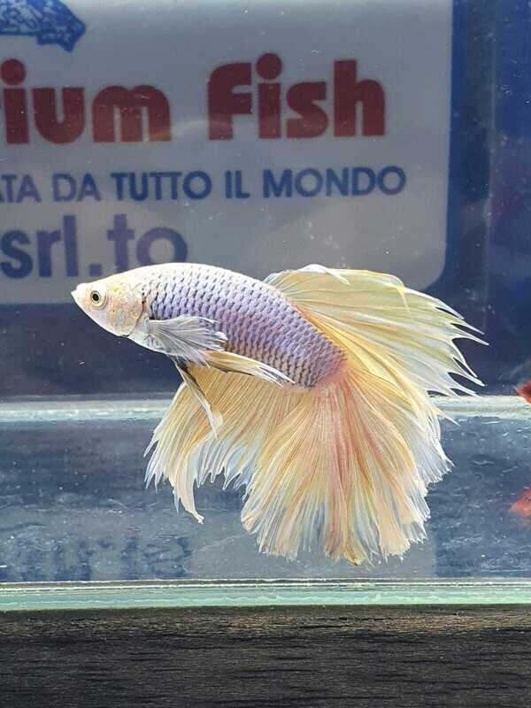 BETTA SPLENDENS MASCHIO DUMBO EAR