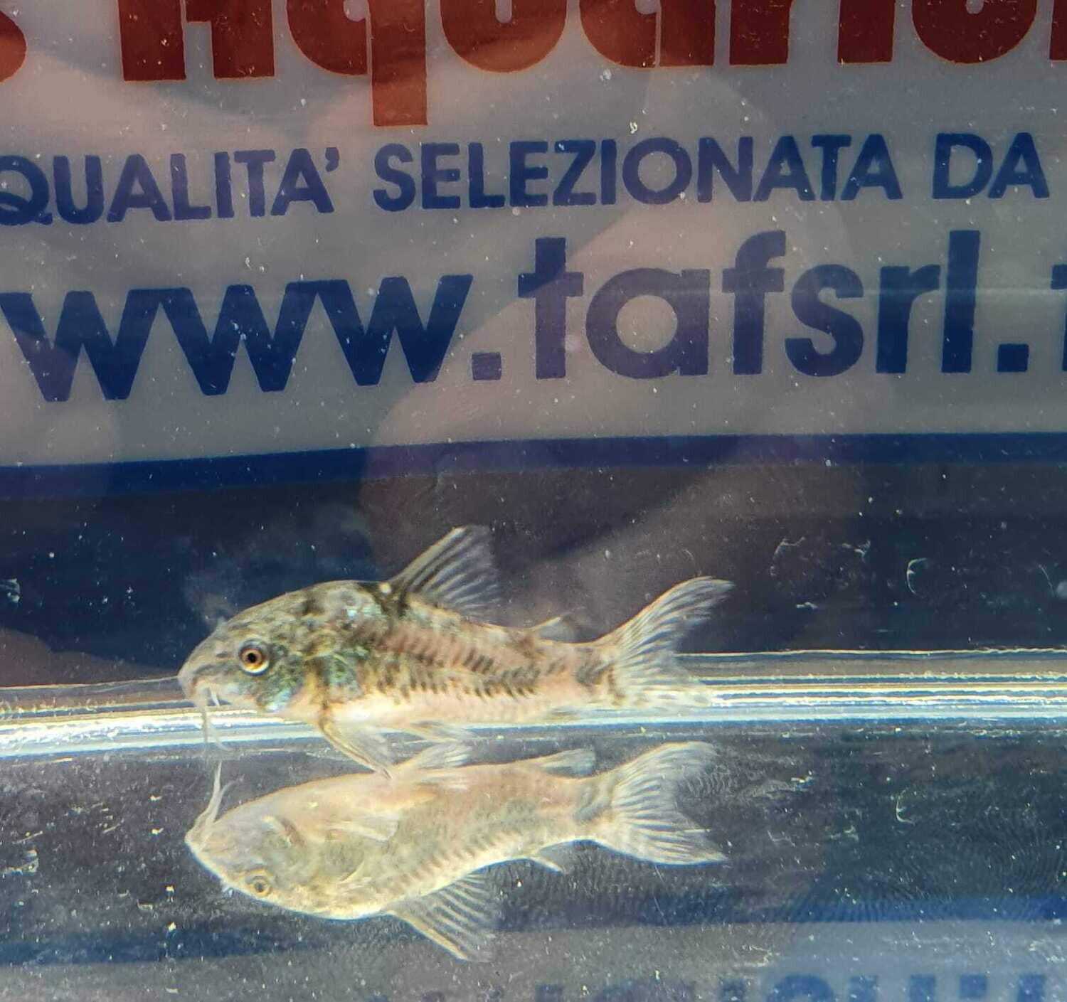 CORYDORAS  PALEATUS